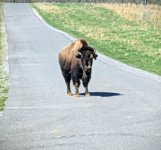 Bison 